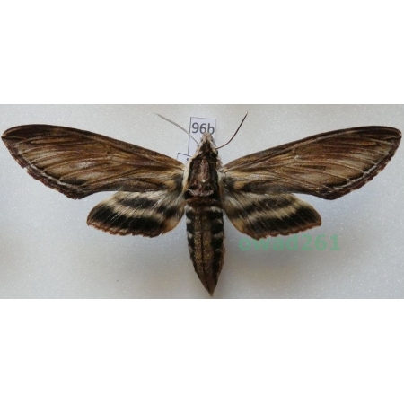 Sphinx kalmiae J.E. Smith, 1797 ex. ovo Canada 94mm96b